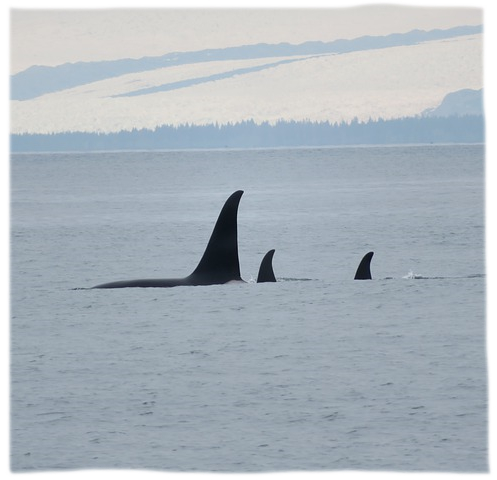 orcas klein2